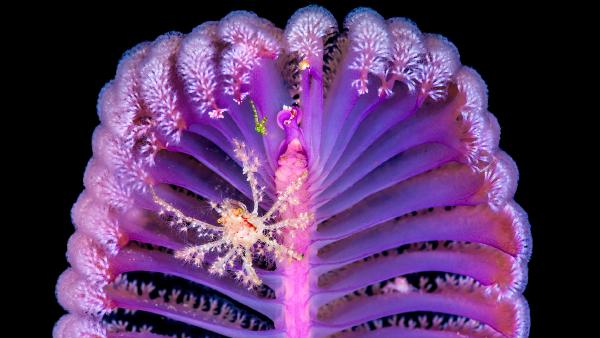 Decorator crab on a sea pen, Komodo National Park, Indonesia (© Alex Mustard/Nature Picture Library)