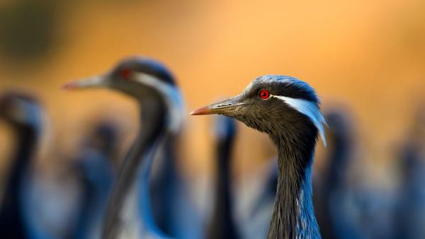 Demoiselle cranes, India (© Axel Gomille/Nature Picture Library)