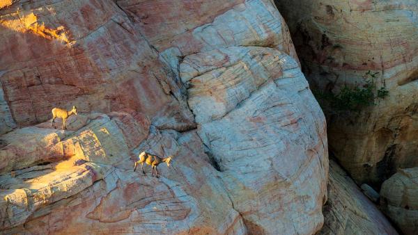 Desert bighorn sheep in Valley of Fire State Park, Nevada (© Rachid Dahnoun/Cavan Images)