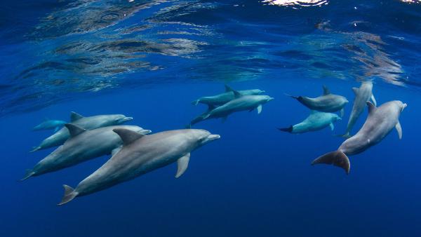 Dolphin pod near Réunion, overseas department of France, Indian Ocean (© Joost