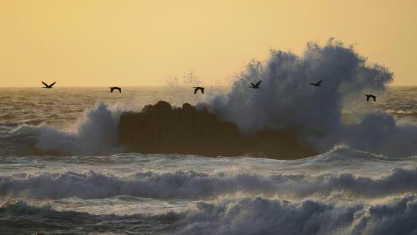 Double-crested cormorants over Monterey Bay, California (© Hiroya Minakuchi/Minden Pictures)