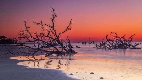 Driftwood on Boneyard Beach, Hunting Island, South Carolina (© Frances/Adobe Stock)