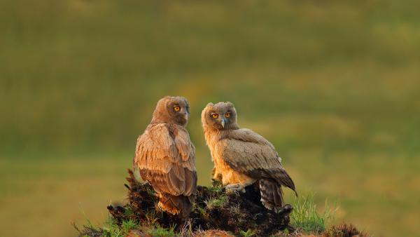 Dusky eagle-owls, Pakistan (© zahoor salmi/Getty Images)