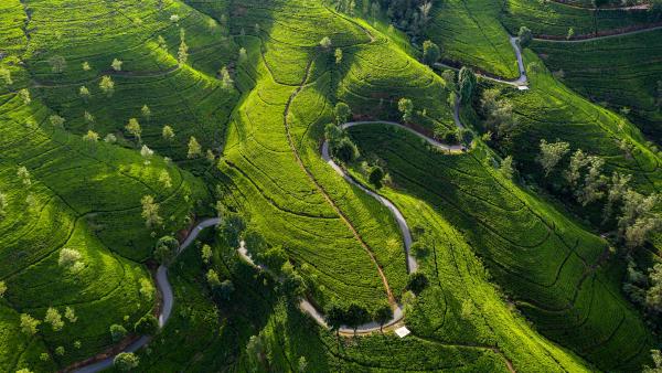 Edinburgh Tea Estate, Nuwara Eliya, Sri Lanka (© Jeremy Woodhouse/Getty Images)