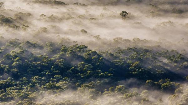 Eucalyptus trees, Megalong Valley, Blue Mountains National Park, NSW, Australia (© Andrew Peacock/TANDEM Stills + Motion)