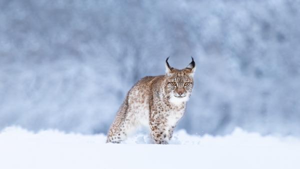 Eurasian lynx in the snow (© Jan Stria/Shutterstock)