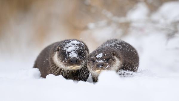 Eurasian otter and pup, Estonia (© Sven Zacek/naturepl.com)