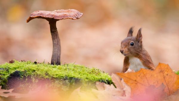 Eurasian red squirrel (© Edwin Giesbers/Minden Pictures)