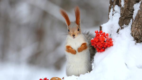 Eurasian red squirrel (© Galina Jacyna/Getty Images)