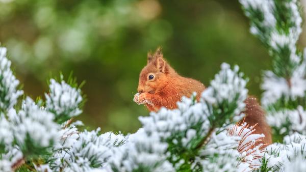 Eurasian red squirrel in Northumberland, England (© Michael_Conrad/Getty Images)