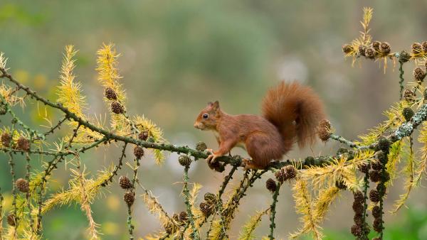 Eurasian red squirrel, Netherlands (© Ernst Dirksen/Minden Pictures)