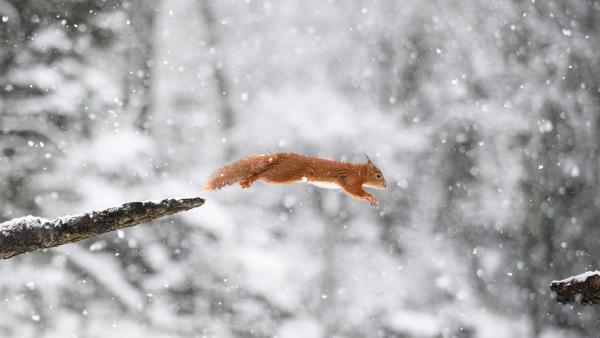 Eurasian red squirrel (© Westend61/Getty Images)