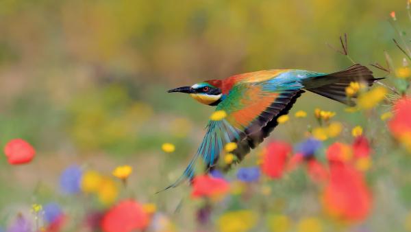European bee-eater, Sierra de Grazalema Natural Park, Cádiz, Spain (© Andres M. Dominguez/Nature Picture Library)