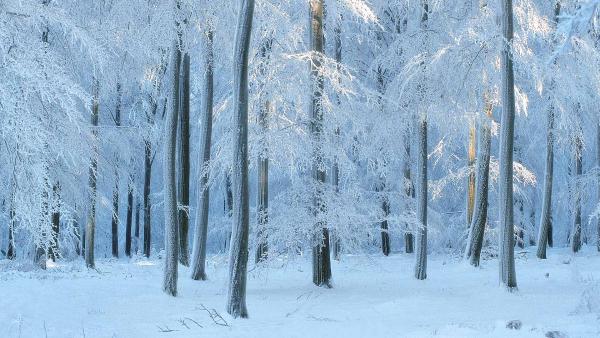 European beech forest in Belgium (© Philippe Moes/Minden Pictures)