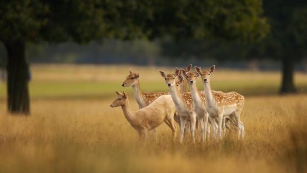 European fallow deer, England (© Enrique Aguirre Aves/Getty Images) European fallow deer, England (© Enrique Aguirre Aves/Getty Images)