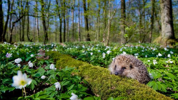 European hedgehog, France (© Klein & Hubert/Nature Picture Library)