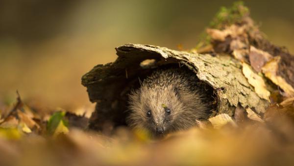 European hedgehog sheltering in tree bark, Sussex, England (© Jules Cox/Minden