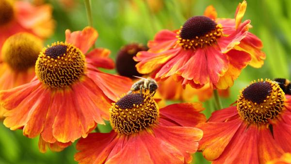 European honeybees in Sheffield, England (© Deborah Vernon/Alamy)