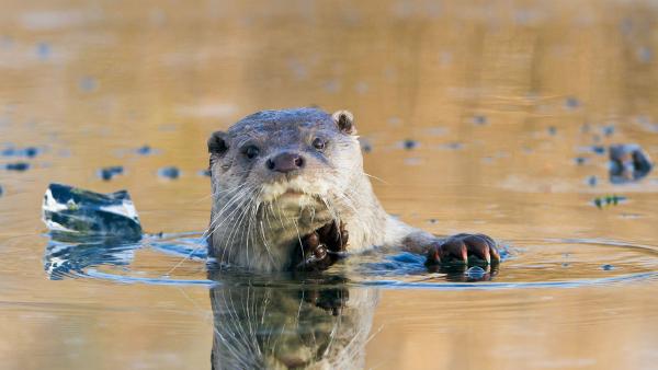 European river otter, Lelystad, Netherlands (© Ernst Dirksen/Minden Pictures)