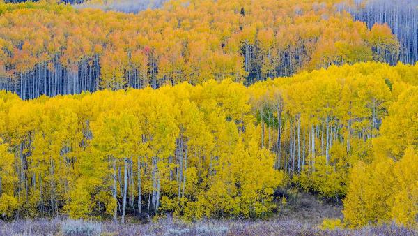 Fall aspen trees near Guardsman Pass, Utah, USA (© Danita Delimont/Shutterstock)