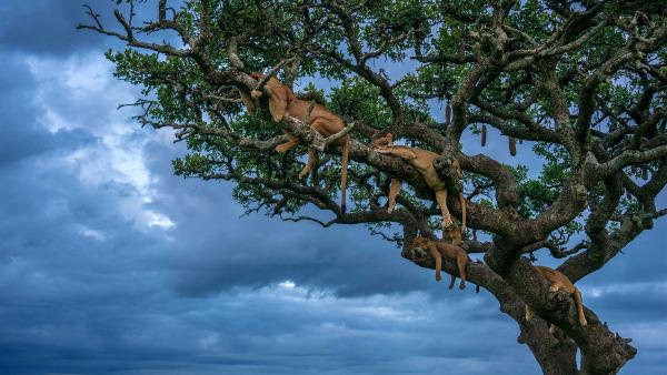 Female lions sleeping, Serengeti National Park, Tanzania (© Cavan
