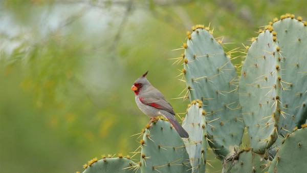 Female pyrrhuloxia perched on cactus plant, Texas (© outtakes/Getty Images)