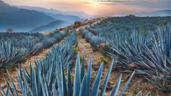 Field of blue agave near Tequila, Jalisco, Mexico (© Brian Overcast/Alamy)