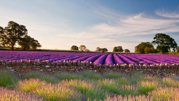 Field of lavender, Somerset, England (© Doug Chinnery/Getty Images)