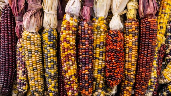 Flint corn (© Cynthia Liang/Shutterstock)