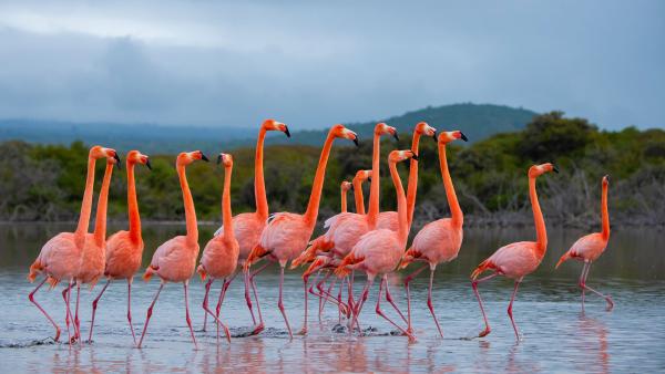Flock of American flamingos, Isabela Island, Galápagos Islands, Ecuador (© Tui De Roy/Nature Picture Library)