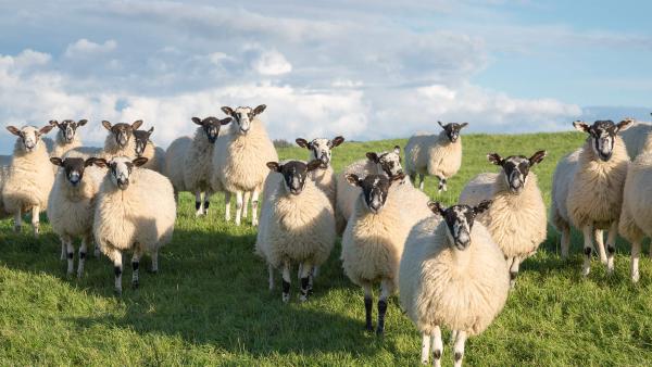 Flock of Swaledale sheep in North Yorkshire, England (© R A Kearton/Getty