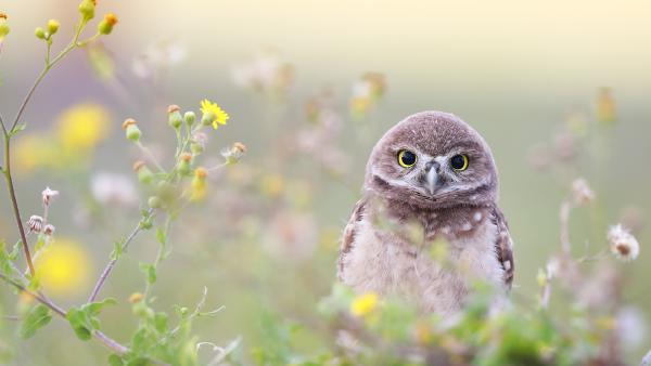 Florida burrowing owlet, Cape Coral, Florida, USA (© mlorenzphotography/Getty Images)