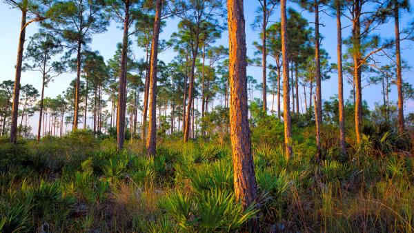 Forest hammock of slash pine and saw palmetto, Everglades National Park, Florida (© Mary Liz Austin/Alamy)