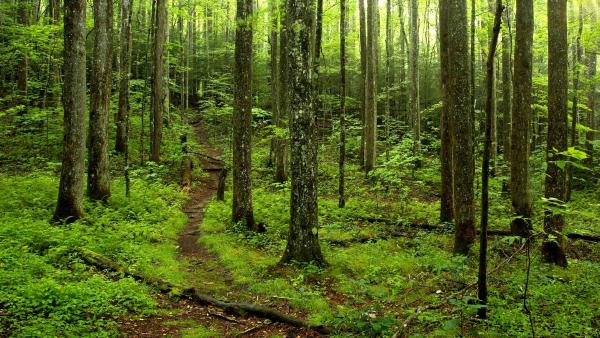 Forest path in Great Smoky Mountains National Park, Tennessee (©