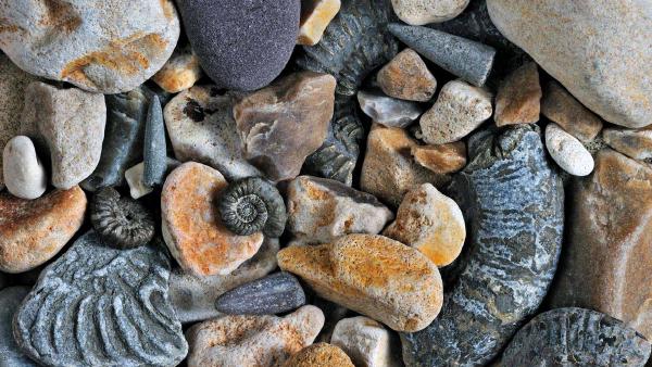 Fossils of belemnites and ammonites, Jurassic Coast, Dorset, England (© Nature