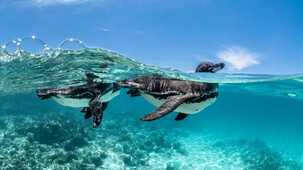 Galápagos penguins swimming, Galápagos Islands, Ecuador (© Henley Spiers/Nature Picture Library)