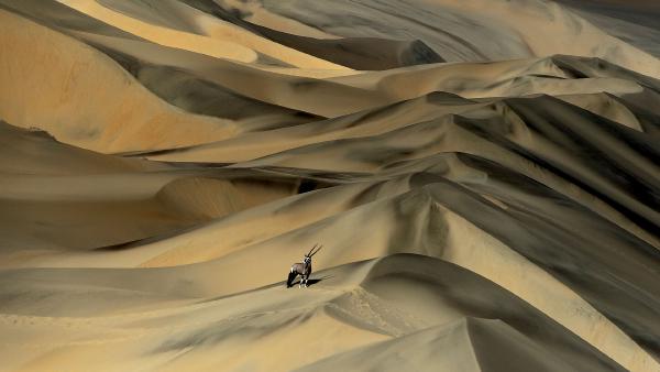 Gemsbok (Oryx gazella) in sand dunes, Namibia (© Sergey Gorshkov/Minden)