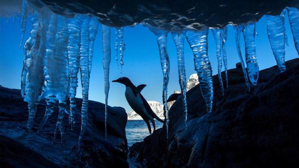 Gentoo penguin, Petermann Island, Antarctica (© Paul Souders/DanitaDelimont.com/Alamy)