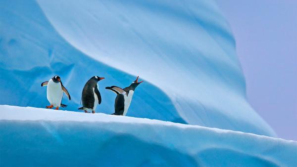 Gentoo penguins in Antarctica (© Nature Picture Library/Alamy)