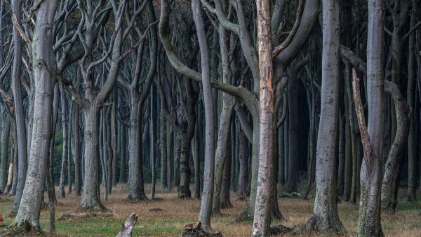 Gespensterwald, Nienhagen, Mecklenburg-West Pomerania, Germany (© mauritius