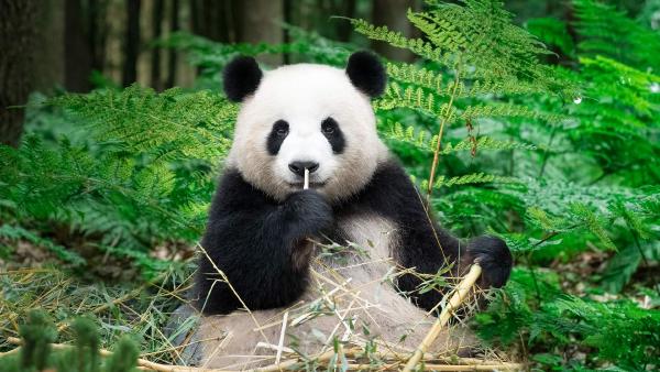 Giant panda eating bamboo, China (© Entwicklungsknecht/Getty Images)