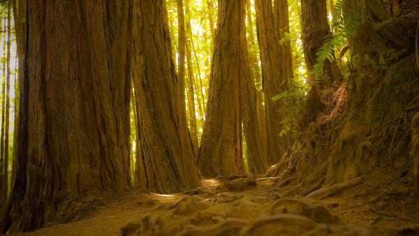 Giant redwood trees in Muir Woods National Monument, California (© photo by canderson/Getty Images)