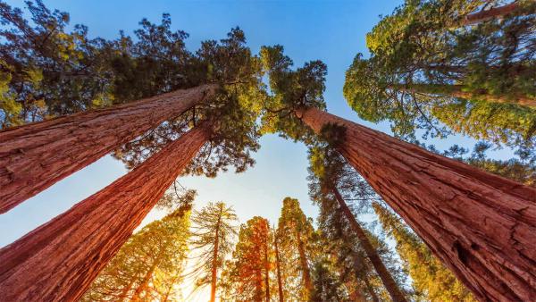 Giant sequoia trees in Sequoia and Kings Canyon National Parks, California (©