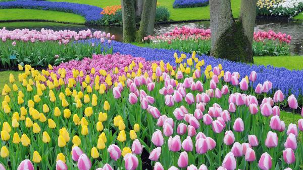 Grape hyacinths and tulips, Keukenhof Gardens, Lisse, Netherlands (© Martin Ruegner/Getty Images)