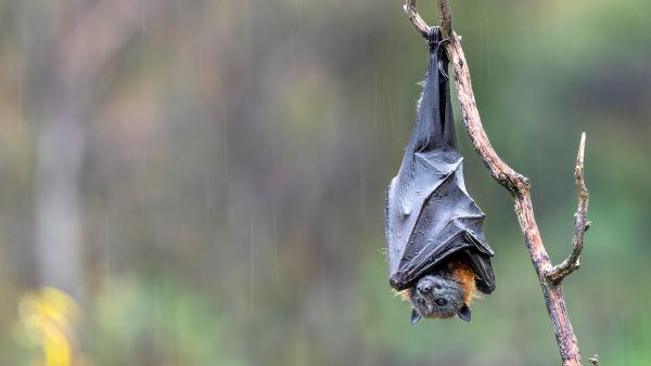 Gray-headed flying fox, Victoria, Australia (© Doug Gimesy/Nature Picture Library)
