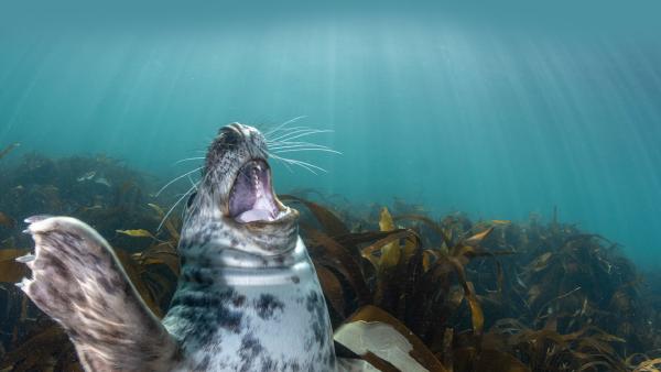 Gray seal pup, Lundy Island, England (© Henley Spiers/Minden Pictures)