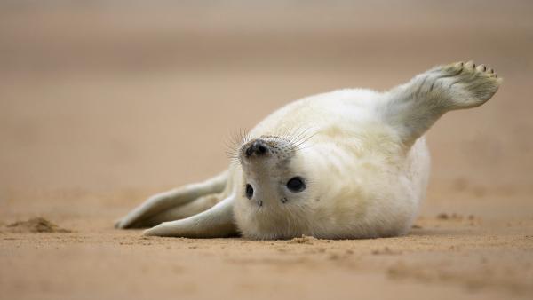 Gray seal pup, Norfolk, England (© Vince Burton/Minden Pictures)