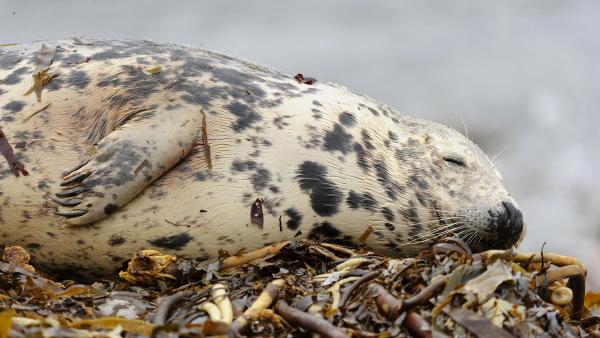 Gray seal sleeping on the beach, Orkney Islands, Scotland (© Andrew Mason/Minden Pictures)