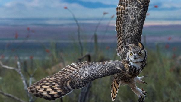 Great horned owl (© Mark Newman/Getty Images)