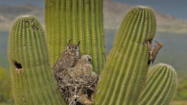 Great horned owls and a gilded flicker on a saguaro cactus in the Sonoran